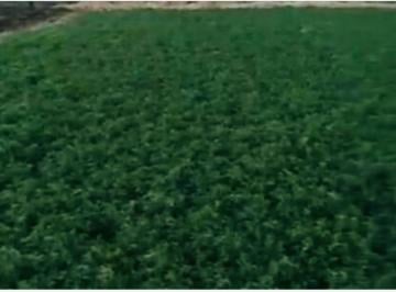 Rancho · 290000m² · Rancho en Venta en Mpio Lázaro Cárdenas (29 Has)