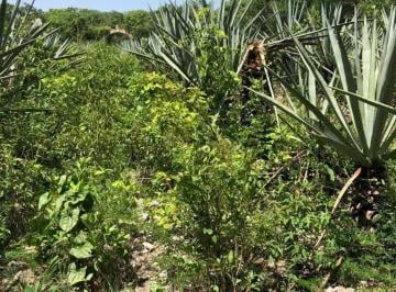 Terreno / Lote · 100000m² · En Venta Terreno 10 Ha en Hunucma Precio de Oportunidad
