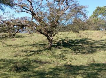 Quinta · 60000m² · Terreno - Campo Viejo