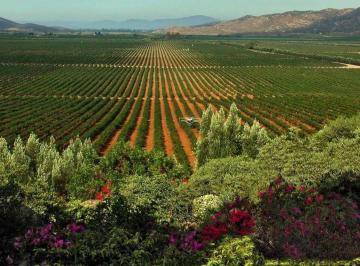 Terreno / Lote , Ensenada · Terreno en Venta en Valle de Guadalupe - Ensenada, Baja California