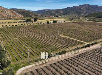 8806ea9e6899a07e0edfd877058048e9eda4823081a8fbbe40f6d2f30d0b2812 · 9.79 Ha con Viñedo de 30 Años en Área de Bruma, Valle de Guadalupe