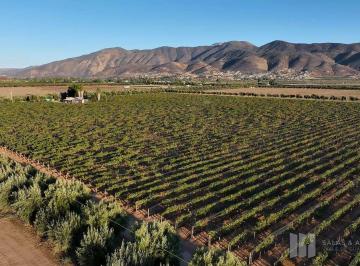 5890303bec3b10014653bd3006b5dcd7cfe76370e868bfdb2362b63f965fee07 · Viñedo de 30 Años, 8.20 Ha Vecino de Monte Xanic, Valle de Guadalupe
