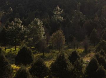 Terreno / Lote , Valle de Bravo · El Encino Lote 6 — Terrenos Premium en Valle de Bravo, Estado de México