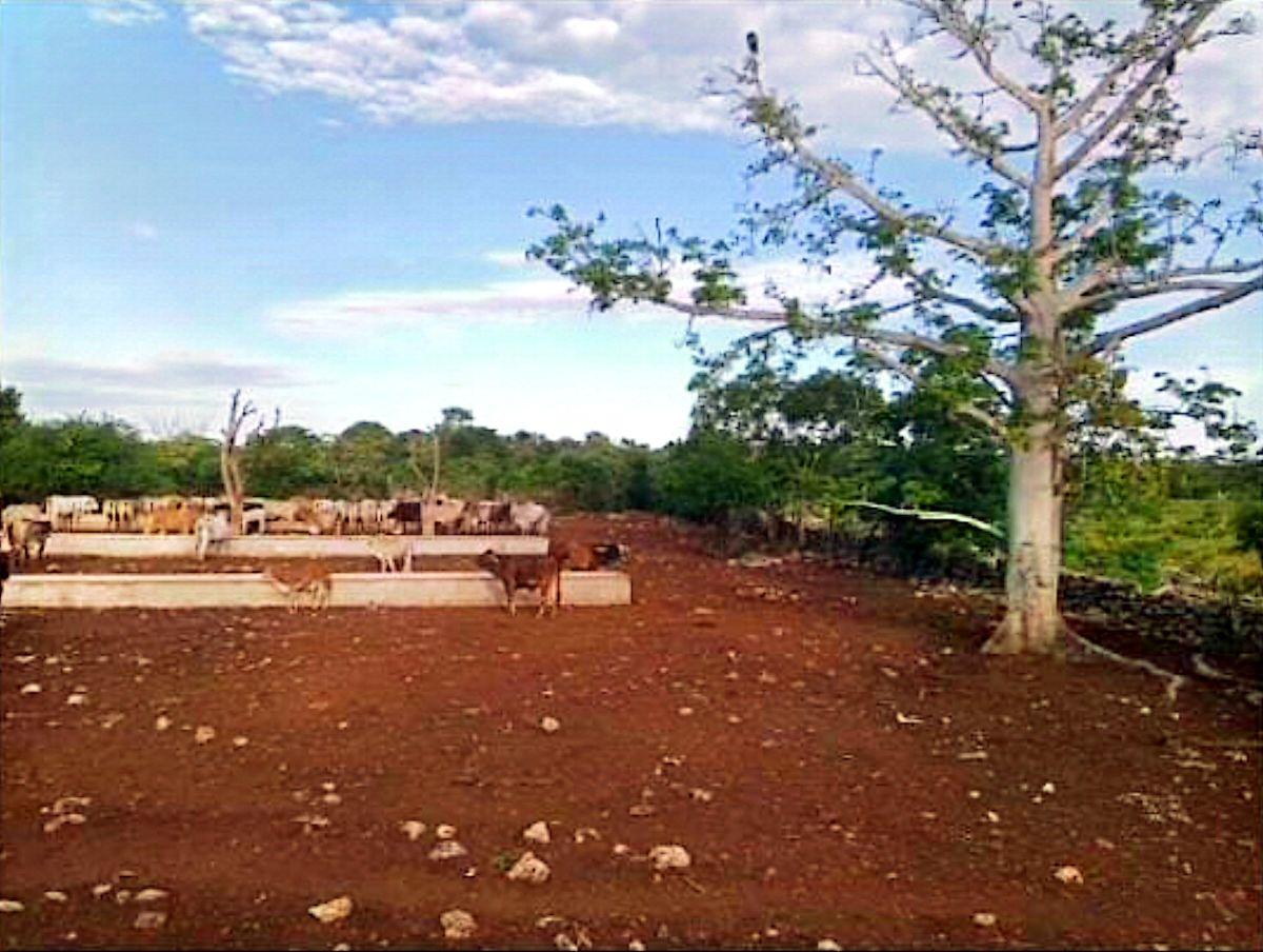 Rancho en Panaba, Yucatán.