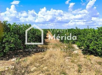 Rancho de 3 habitaciones, Muna · Rancho Cítrico en Venta en Muna Yucatán