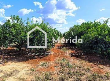 Rancho de 3 habitaciones, Muna · Rancho Cítrico en Venta en Muna Yucatán