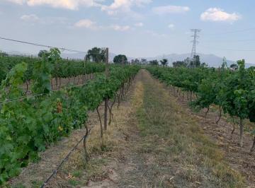 Terreno / Lote · 62621m² · 1 Recámara · Viñedo en Operacion en Venta, Tequisquiapan, Qro. Ejido de Tequisquiapan Sup. 6.2 Ha