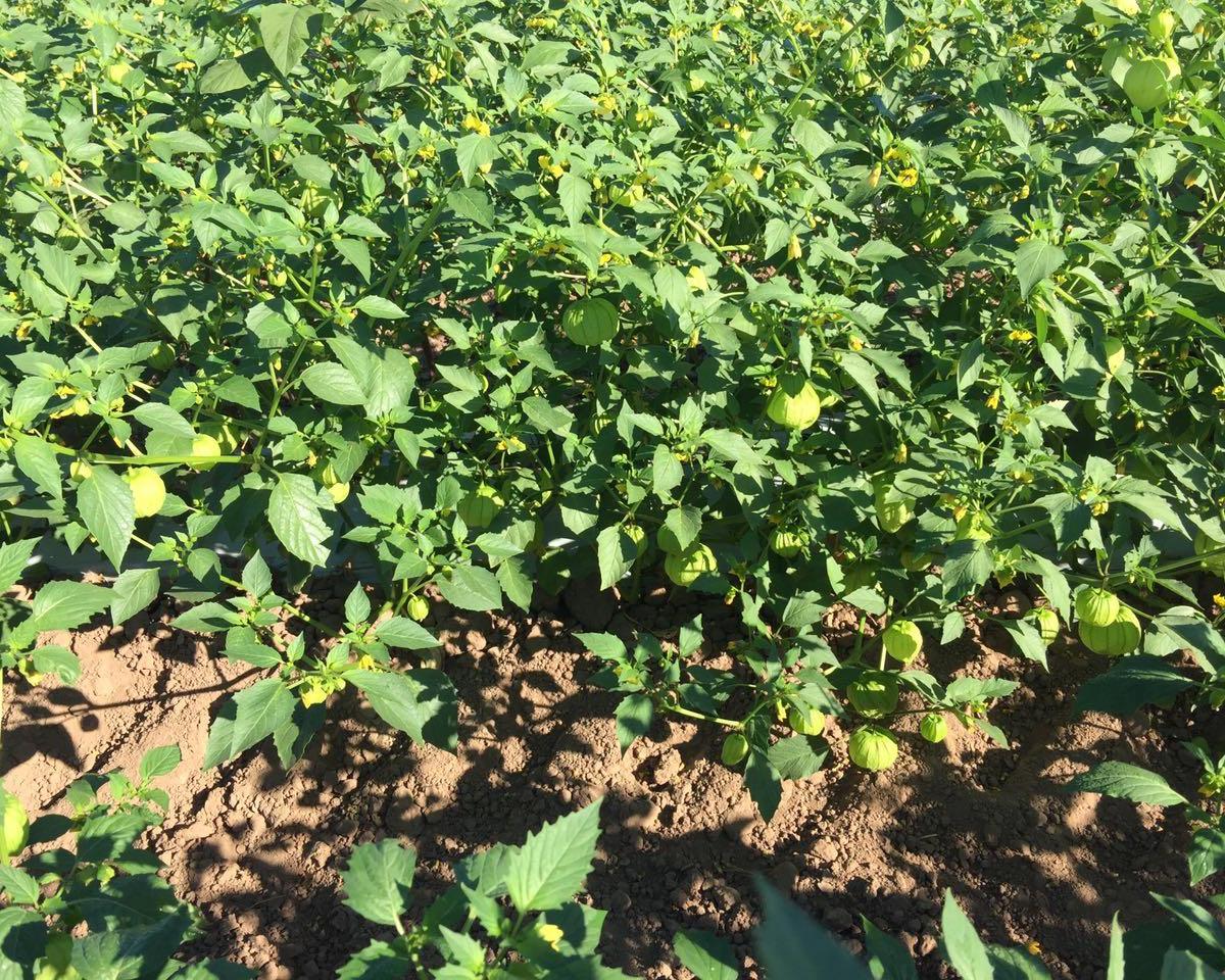 13.8-Hectare Agricultural Ranch in Cobayme, Sinaloa – Gravity Irrigation
