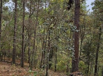 Terreno / Lote · 500ha · Terrenos en Venta en San José del Pacifico Oaxaca