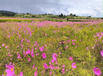 Terreno / Lote · 300m² · Rancho San Pedro Terreno Orilla de Arrollo