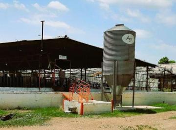 Rancho de 1 habitación, Cajeme · Granja Porcina Porcícola en Venta Puerco
