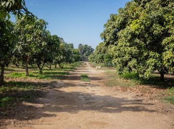 Huerta , La Paz · Rancho Las Marías Is a Rare 7.6 - Hectare (18.77 - Acre) Fully Organic Orchard