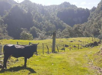Rancho de 1 habitación, Tenango de Doria · Rancho en Venta en Hidalgo | 147.11 Ha | Cascadas Naturales