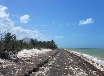 86900a56992634a8104c560d5ddab6593b61ab139a75aef1e00425753094a462 · Venta Terreno Frente Al Mar en San Benito Yucatan