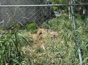 Terreno / Lote · 392m² · Terreno en Venta en Col. Tamaulipas en Guadalupe, N. L.