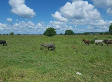 Terreno / Lote , Champotón · Terreno de 104 Ha en Venta, Valle de Yohaltún, Champotón, Campeche