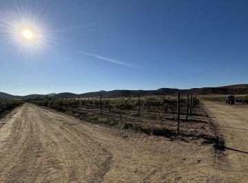 b70b4f8936c51b8c7bd4458bfdcc3a46e50a14bb2ffe89ce5eb0b3f141f77296 · Viñedo Productivo en Venta, Valle de Guadalupe