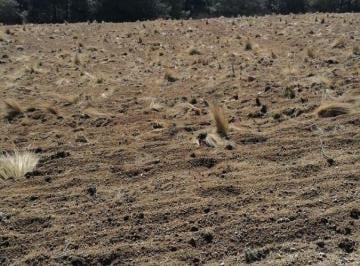 Terreno / Lote , Perote · Terreno con 1 Ha Superficie de Terreno en Venta, Los Molinos