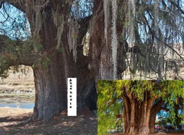 Terreno / Lote , Tzicatlacoyan · 100 Ha con un Árbol Como El del Tule de Oaxaca y Río