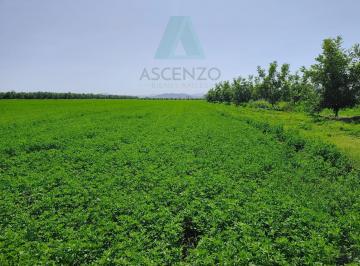 Rancho · 500000m² · Gran Oportunidad de Inversión Agrícola en Chihuahua El Sauz