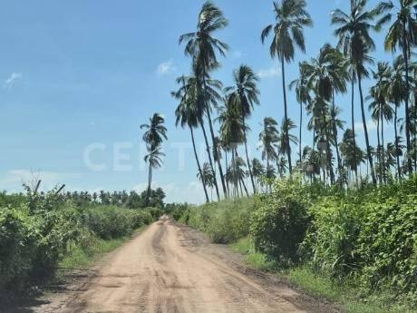 10-Hectare Plot for Rent in Tecomán