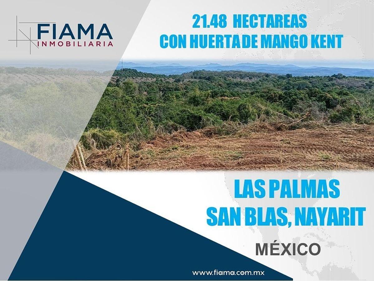 Hectares for Sale with Mango Orchard in Las Palmas, San Blas, Nay. (F)