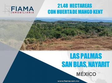 eff8118b3af130b18f9c6bd10ed342dbd378e8618c2e0e120f0ed03a8ce7ad8f · Hectáreas en Venta con Huerta de Mango en Las Palmas, San Blas, Nay. (F)
