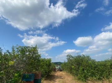 Terreno / Lote · 1000000m² · Terreno en Pueblo Abasolo del Valle