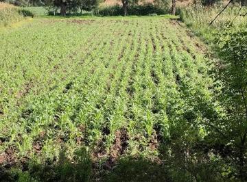 Terreno / Lote · 3686m² · Terreno Rustico