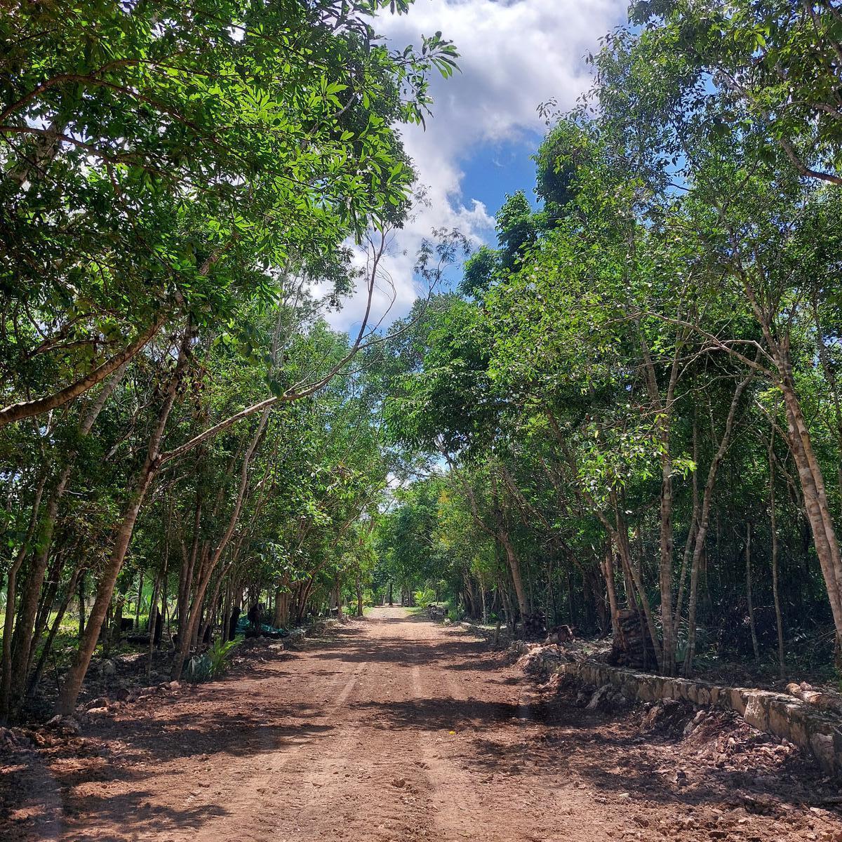 Lote Ecològico a 60 Mensualidades a 10 Minutos de La Estación del Tren Maya Coba - Tulum