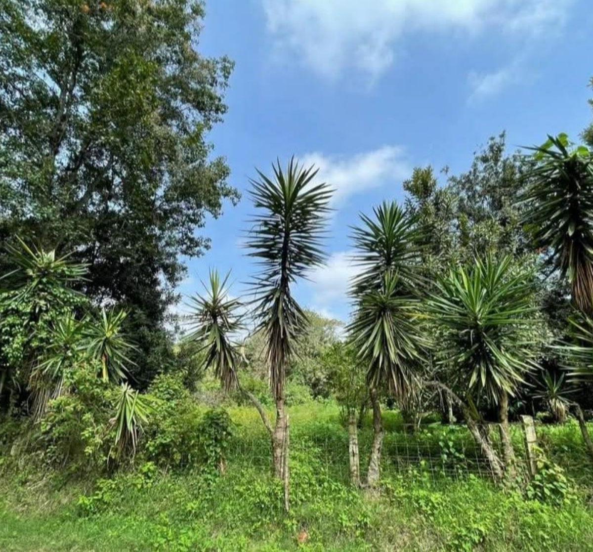 Rural Land Plot - Coatepec