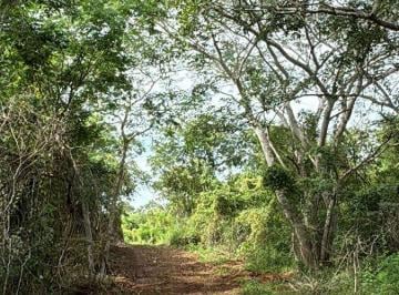 bad7a45703773e27c4b682c75839bb4749da779903ad53b6ff91effd78c8712c · Venta de Terreno 4 Has en Xanaba Izamal Yucatan