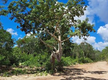 LOTES DENTRO DE UN DESARROLLO ECOLOGICO · Terreno en Venta 1100 m² en Akumal Playa del Carmen con Cenote y Amenidades