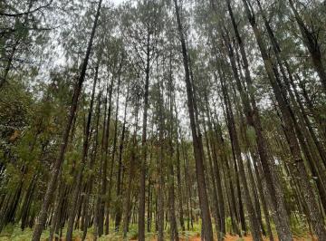 Terreno / Lote , Tapalpa · Venta Terreno Sierra Mazati, Tapalpa Jalisco