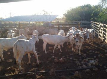 dad320621eb9cf831c45483a1efac8ac68e4c5d9ffddbeca0a8defefab127a5b · ¡Buen Rancho en Venta, Buctzotz, Yucatán!