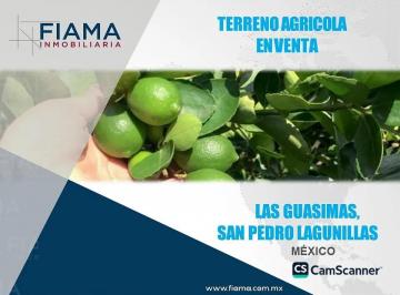 Terreno / Lote , San Pedro Lagunillas · Terreno Agricola en Venta Las Guasimas, Municipio de San Pedro Lagunillas, Nay.