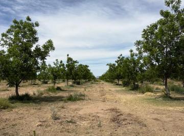 Rancho · 350000ha · Rancho Nogalero en Produccion Cerca de Chihuahua