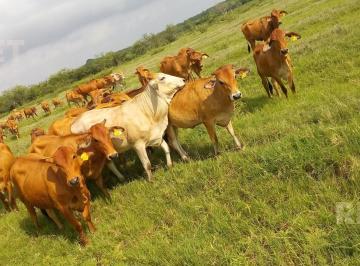 Rancho · 2730000m² · Rancho Ganadero en Tampico Alto