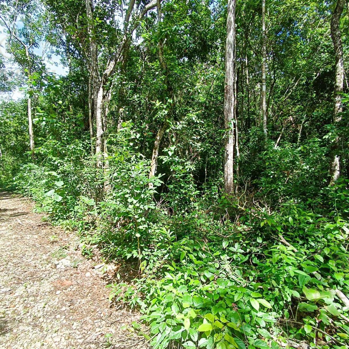 Lote en Venta Ecologico | Francisco Uh May Tulum | Invierte en La Selva Cerca de Azulik | P4252