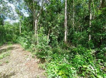 Terreno / Lote · 4796m² · Lote en Venta Ecologico | Francisco Uh May Tulum | Invierte en La Selva Cerca de Azulik | P4252