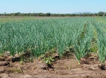 Terreno / Lote · 170m² · 3 Recámaras · 1 Estacionamiento · Terreno en Venta Agricola en Hermosillo