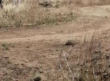 Terreno / Lote · 200m² · Terreno en Venta en Tateposco