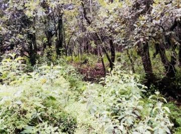 Terreno / Lote , Huixquilucan · Remate de Terreno en Zona Boscosa – Cerca de La Marquesa