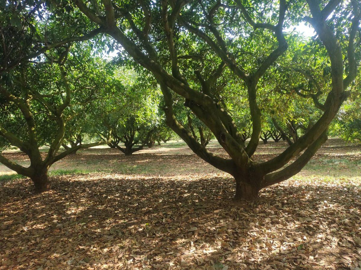 25-Year-Old Avocado Orchard, 1 Hectare, Small Property