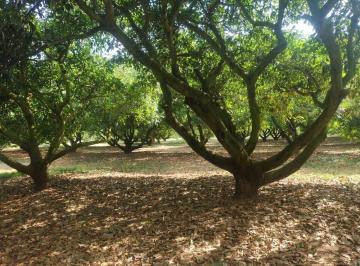 Huerta , TacAmbaro · Huerta de Aguacate de 25 Años, 1 Hectárea, Pequeña Propiedad