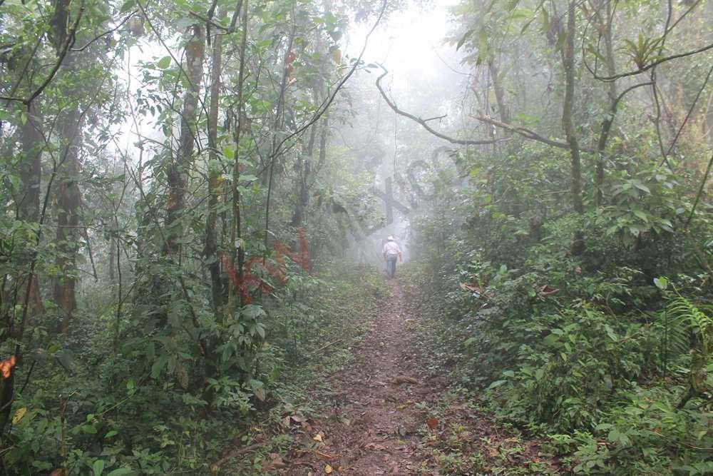 50 Hectáreas en Venta. Rancho en San Fernándo, Chiapas