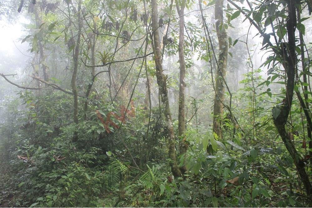 20 Ha en Venta, Rancho Solo Dios en San Fernando, Chiapas, Cercano a Colonia Gabriel Esquinca