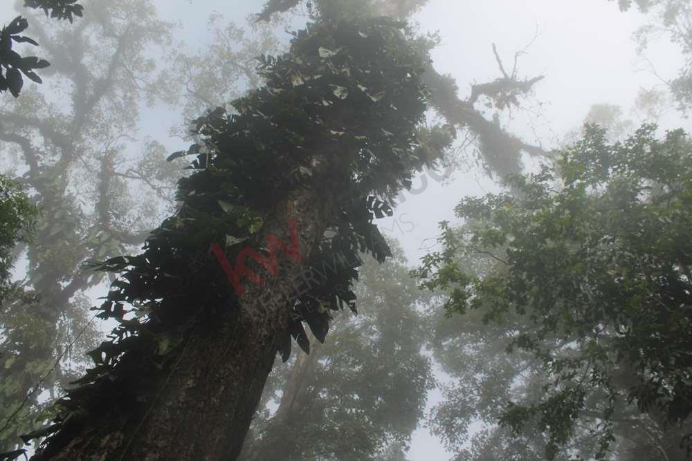 10 Hectáreas en Venta. Rancho en San Fernándo, Chiapas