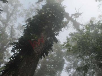 N/A · 10 Hectáreas en Venta. Rancho en San Fernándo, Chiapas