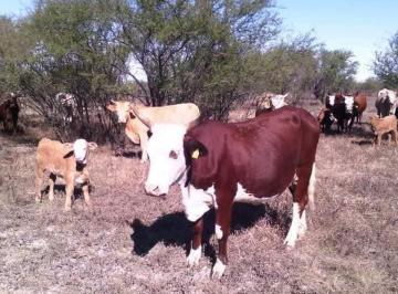 Rancho en Venta de 1 habitación Nueva Rosita · ️ Rancho en Venta – 80 Hectáreas en Nueva Rosita, Coahuila